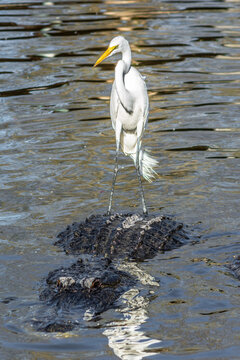 White egret with a yellow beak stands on the alligator in the water
