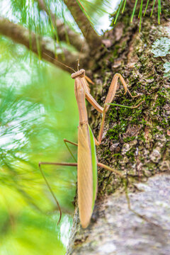 Mantis on the pine tree