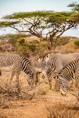 group of zebras in the African savanna
