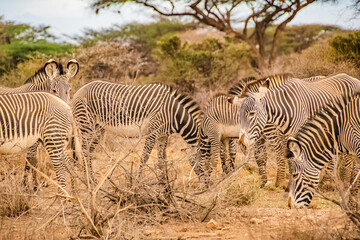 Fototapeta na wymiar group of zebras in the African savanna