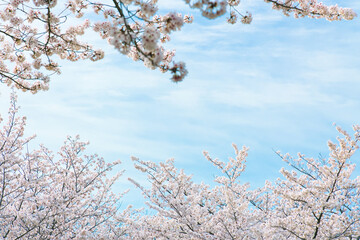 爽やかな青空と桜