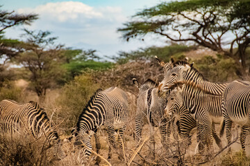 group of zebras in the African savanna