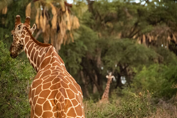 african giraffe eating in the tree