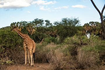 african giraffe eating in the tree
