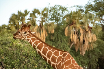 african giraffe eating in the tree