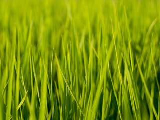 Fototapeta na wymiar Wide and green paddy field, Taiwan 