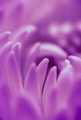 Fototapeta premium Abstract floral background, purple daisy flower petals