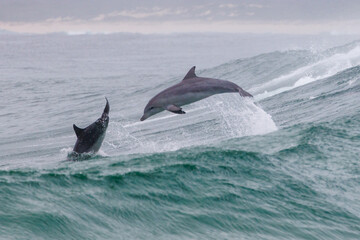 Bottlenose dolphins leaping behind a wave