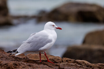 Seagull on a rock