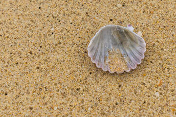 Shell lying upside-down on a beach
