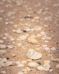 Fototapeta na wymiar Shells washed up on a beach