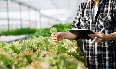Close up of a man hands gardening lettuce in farm  .