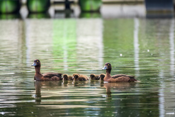 Tufted duck Family swims with their ducklings in green lake water.