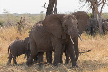 Fototapeta premium Elephants (loxodonta africana) in the open plains of Tanzania