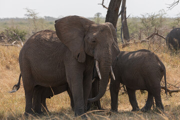 Obraz premium Elephants (loxodonta africana) in the open plains of Tanzania