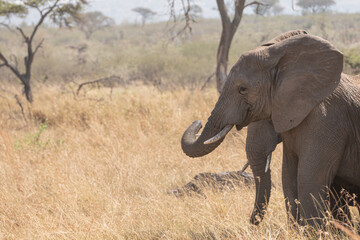 An Elephant (loxodonta africana) in the open plains of Tanzania