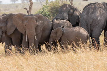 Elephants (loxodonta africana) in the open plains of Tanzania