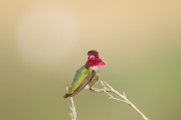 Front view of male Anna's hummingbird perching.