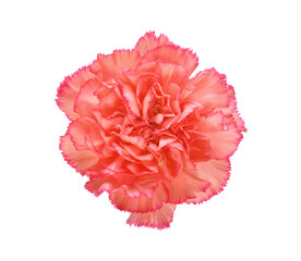 Carnation isolated on white background