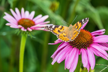 Beautiful butterfly painted lady or Vanessa cardui sitting on purple Echinacea flower in the summer. Close up. Macro.