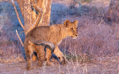 Naklejka na ściany i meble Sharp-eyed young lion spots movement on the African savanna