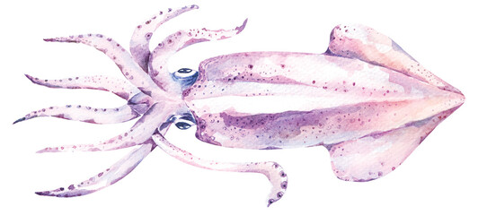 Fresh sea food.Squid hand drawn in watercolor.Sea creatures.Food ingredient.