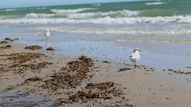 Seagull walks on beach in shallow ocean by
seaweed on clear blue sky day
