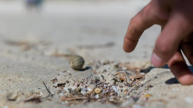 Finger flicks washed up sea urchin dried up on
white sand beach shore