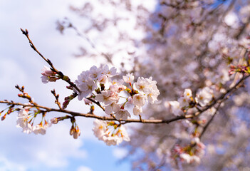 桜の花の近影
