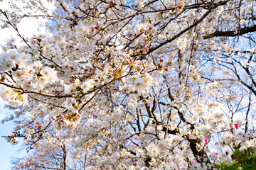 幸手権現堂の桜まつり