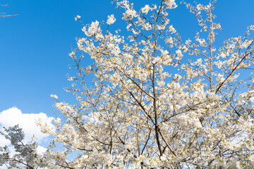 満開の白い桜