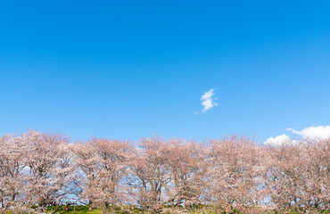よく晴れた日に撮影した幸手権現堂桜堤の満開の桜並木