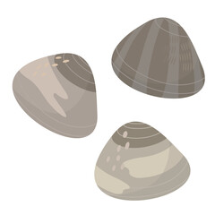 Vector illustration of clams.