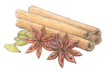 スターアニス・カルダモン・シナモン　水彩色鉛筆スパイスイラスト