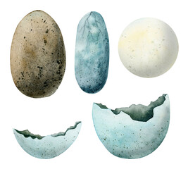 Set of different dinosaur eggs. Watercolor illustration of tyrannosaurus, diplodocus eggs isolated on white background © Elena Malgina