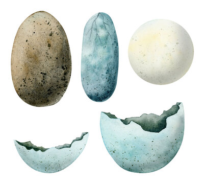 Set of different dinosaur eggs. Watercolor illustration of tyrannosaurus, diplodocus eggs isolated on white background