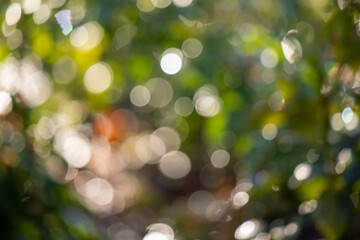 Bokeh abstract. Out of focus green nature background.
