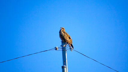 青空に映える鷲
