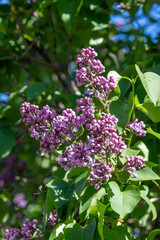 Fototapeta na wymiar Lilac flowers nature spring background