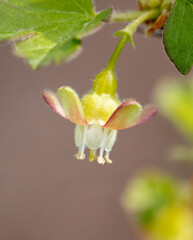 Flower on gooseberry in spring.