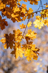 Naklejka na ściany i meble Yellow autumn maple leaves against the blue sky.