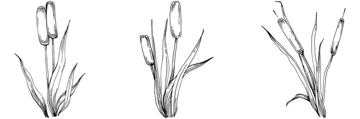 Sketch reeds leaves isolated, suitable for nature concept, summer and holiday. Black and white clip art isolated. Antique vintage engraving illustration for emblem. Herbal medicine.