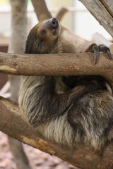 sloth © hiro hayashi