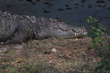 indian freshwater crocodile or mugger or marsh crocodile (crocodylus palustris) in the wild