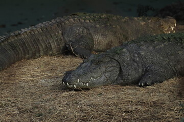 indian freshwater crocodile or mugger or marsh crocodile (crocodylus palustris) in the wild