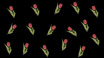 黒背景チューリップのパターン