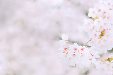 	桜咲く