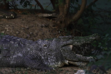 indian freshwater crocodile or mugger or marsh crocodile (crocodylus palustris) in the wild