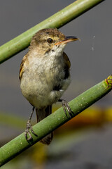 Australian Reed Warbler in Victoria, Australia