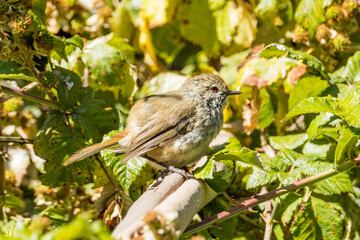 Brown Thornbill in Victoria, Australia